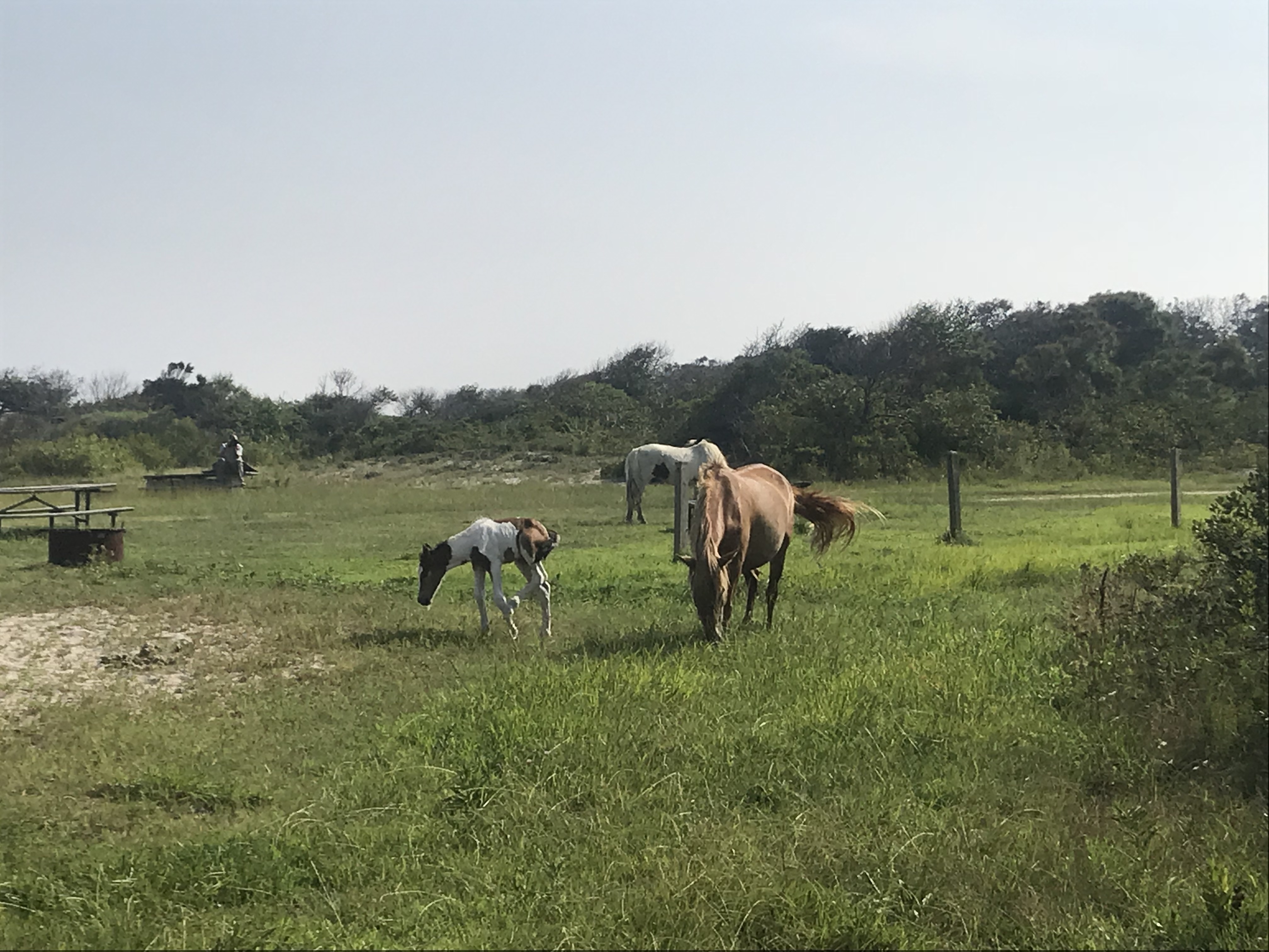 Three horses including a foal from Assateague state park