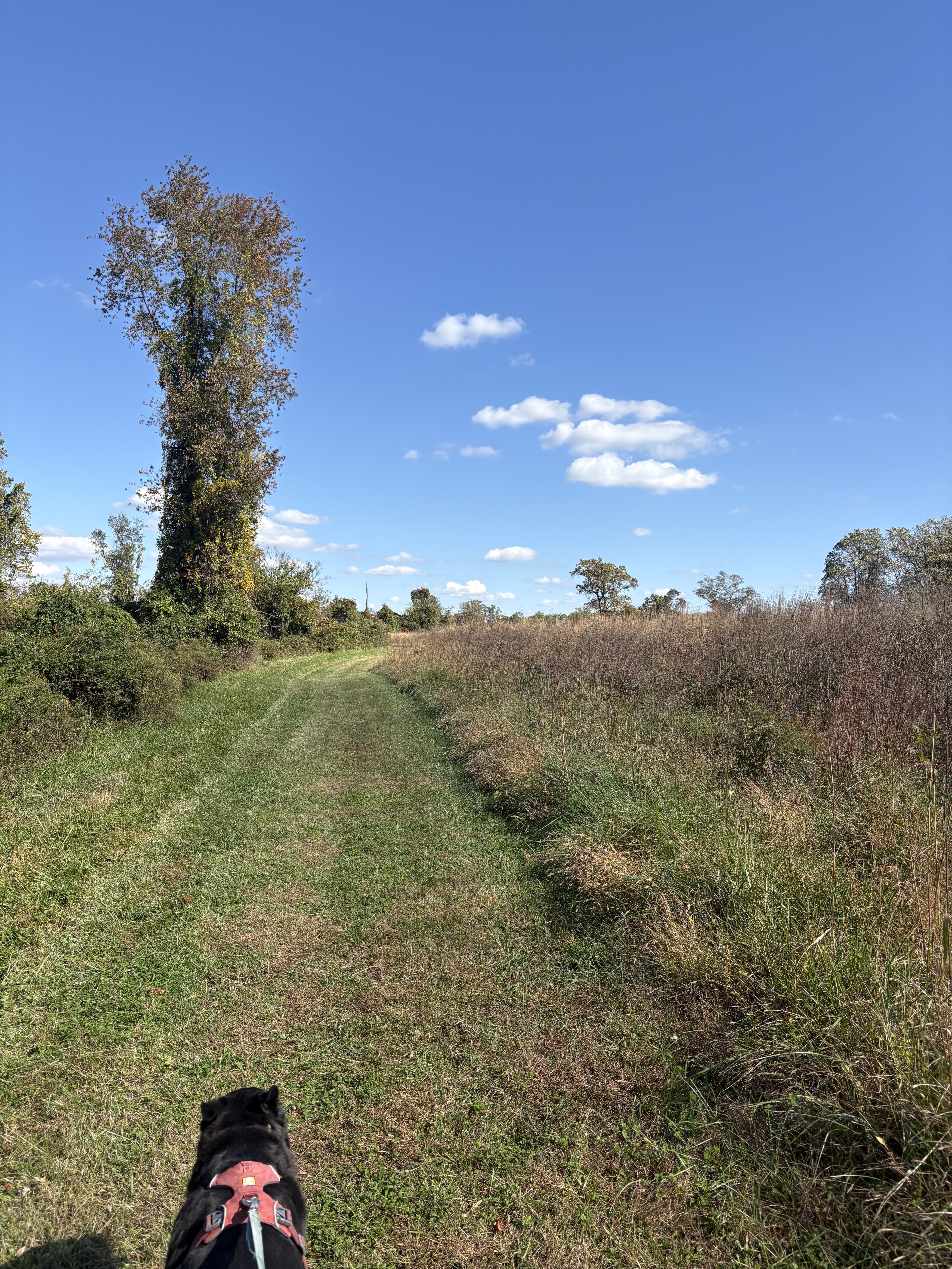 A black dog is in the foreground hiking down the middle of a grassy trail in the middle of a meadow. 