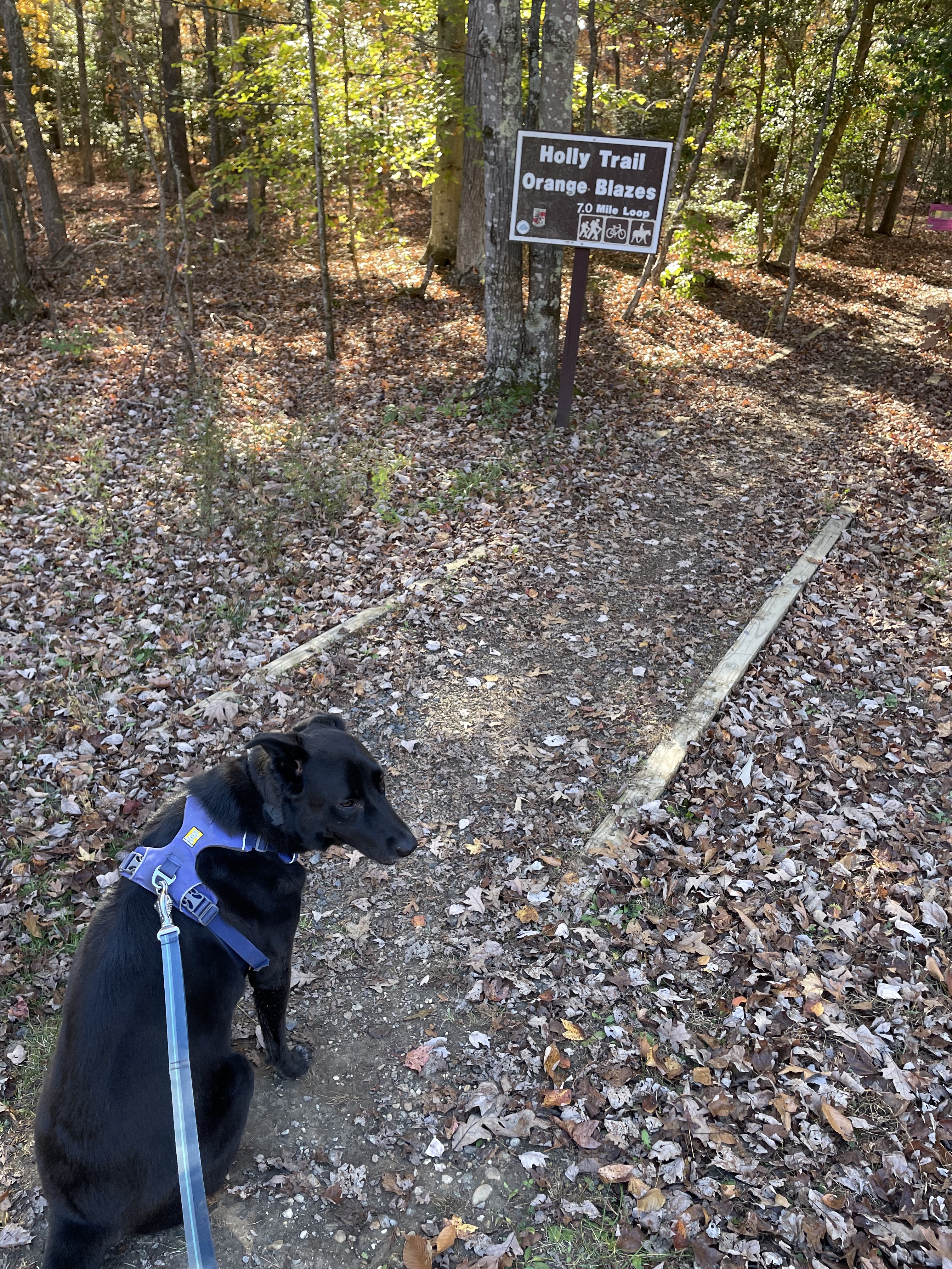 Black dog walking sitting by a sign for the Orange Trail in the Cedarville Forest State Park