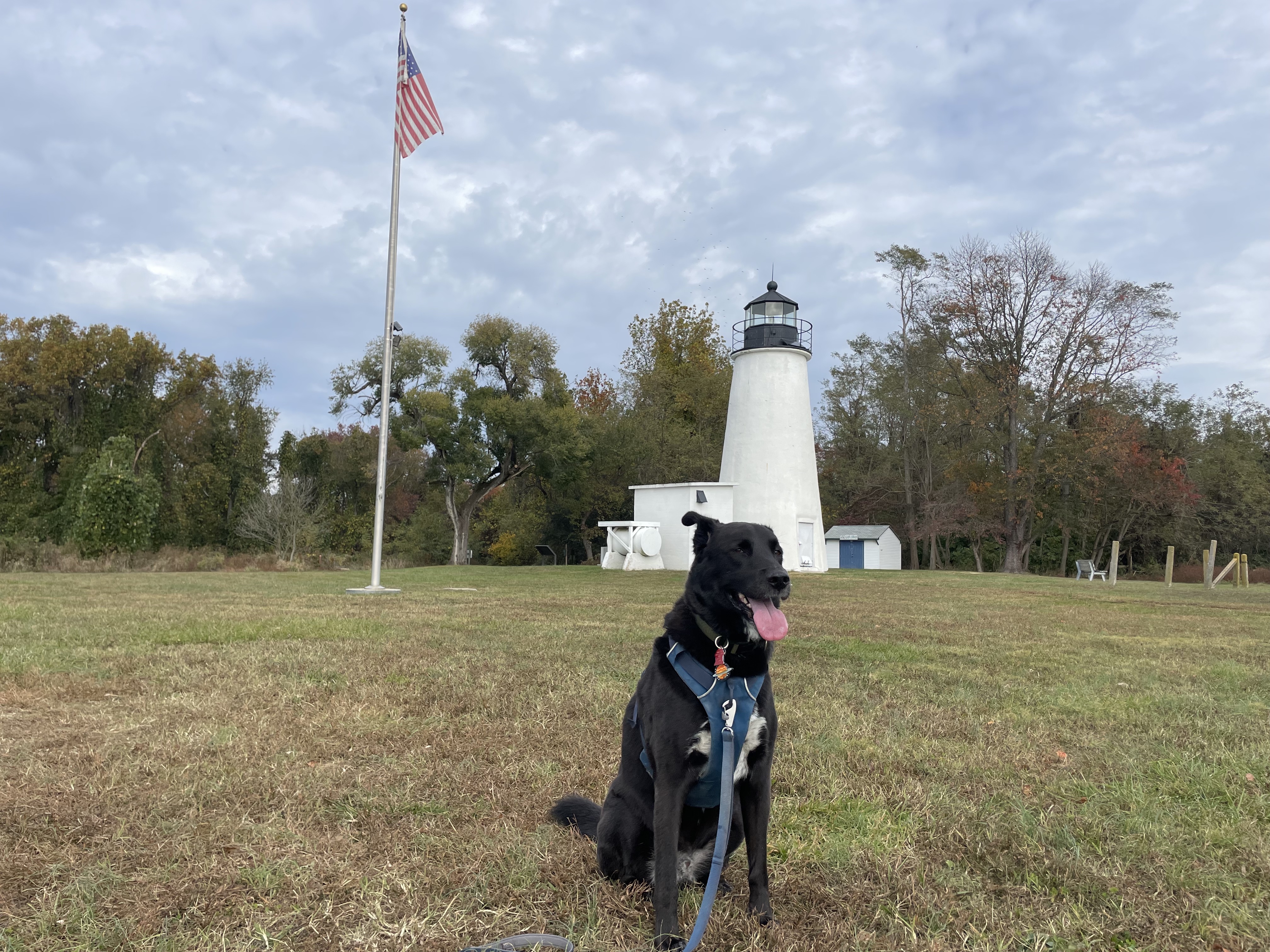 Blck dog standing in front of a light house and USA flag
