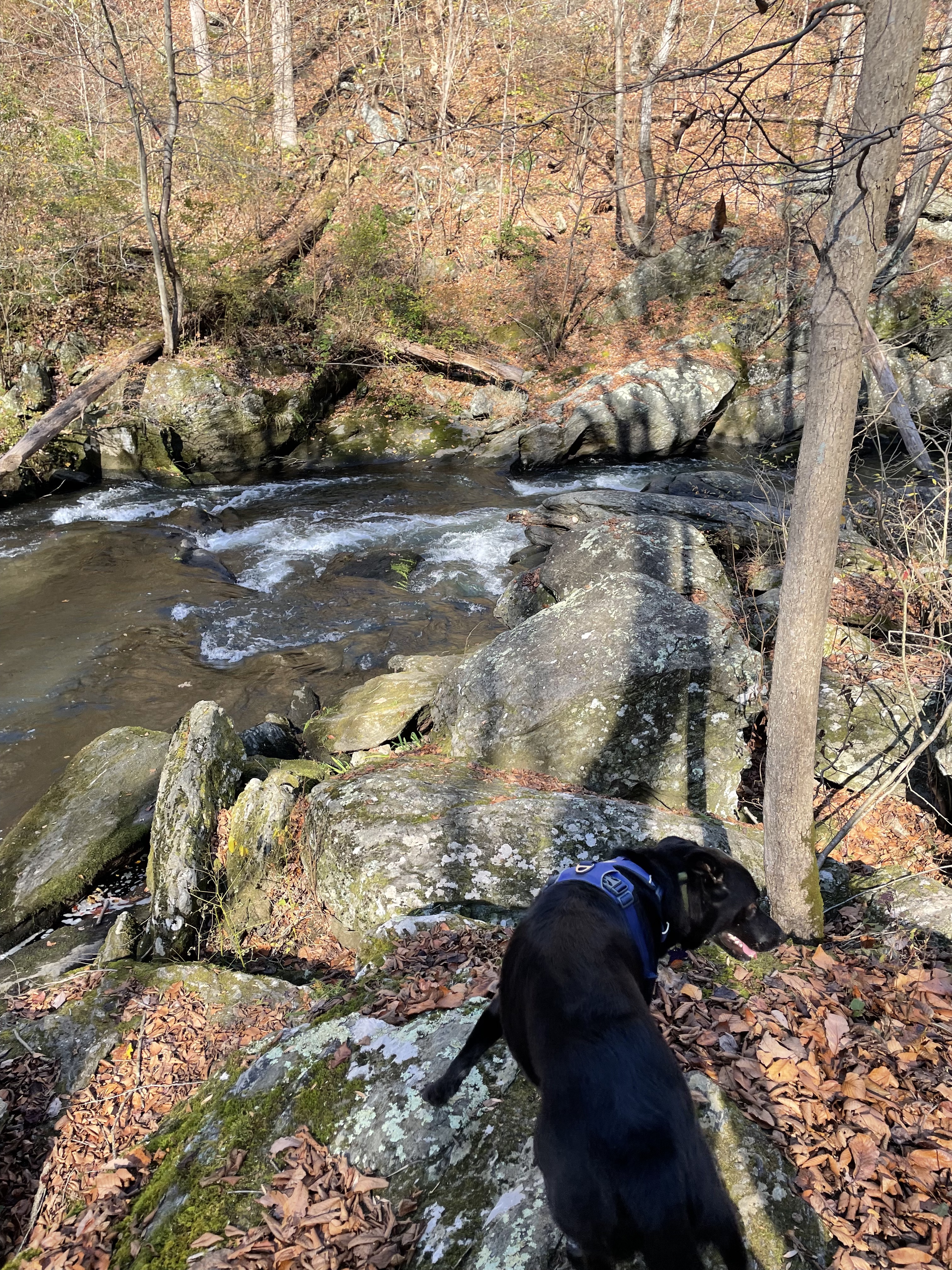 Black dog over looking a river with fallen leaves in Gun Powder Falls state park