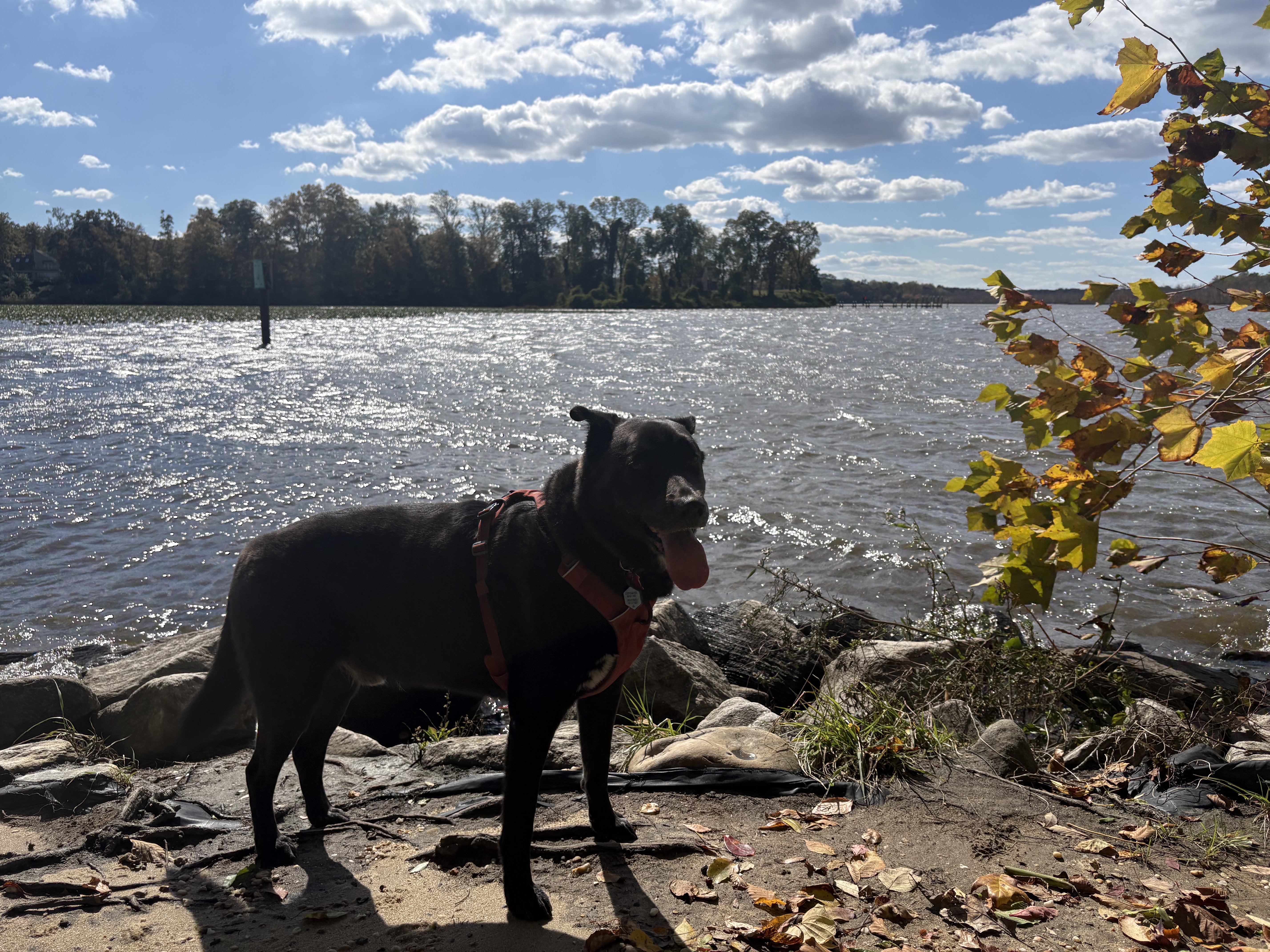 black dog in front of river with fall leaves on bushes