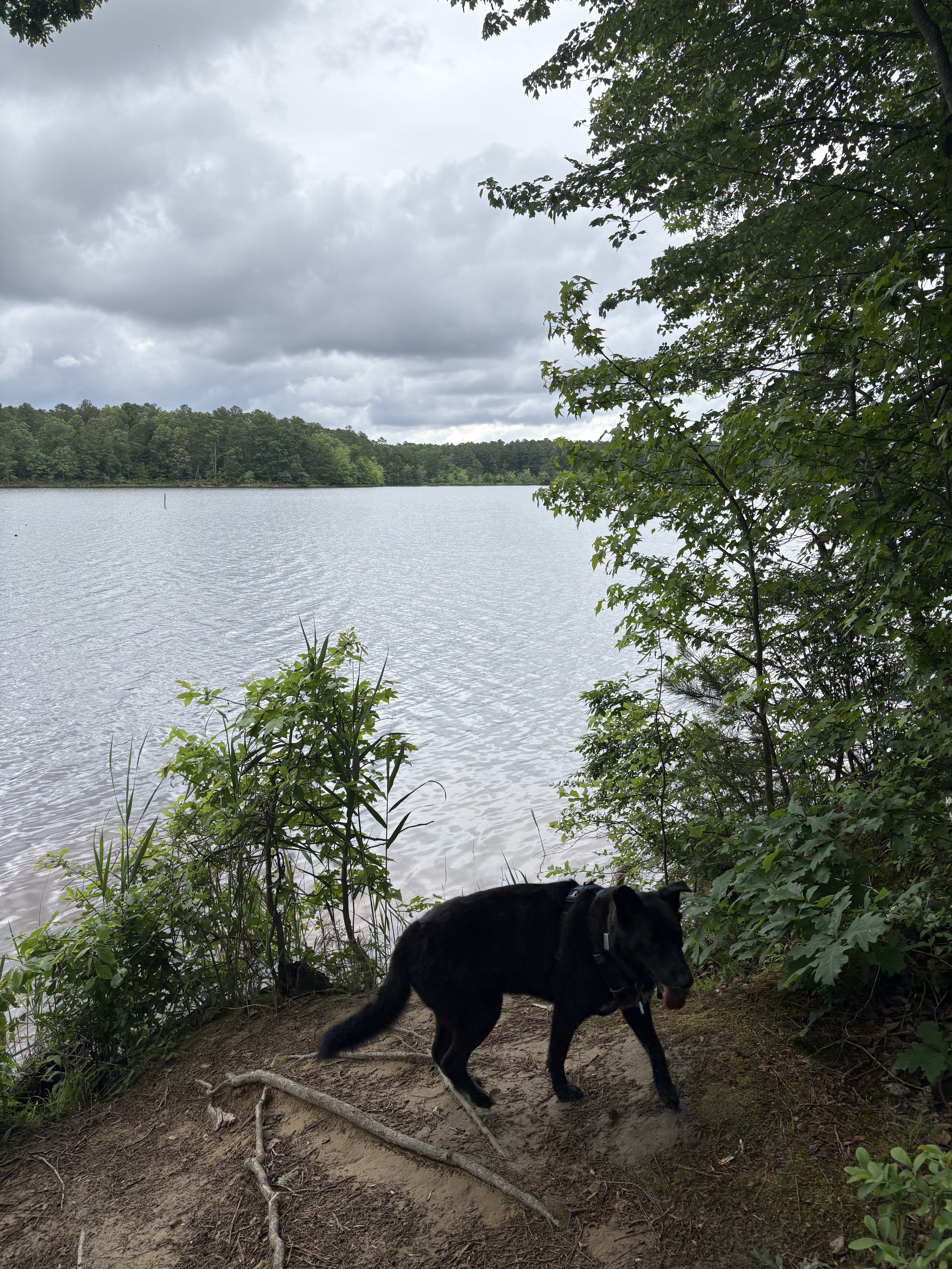 Black down along the shores of a lake with green bushes