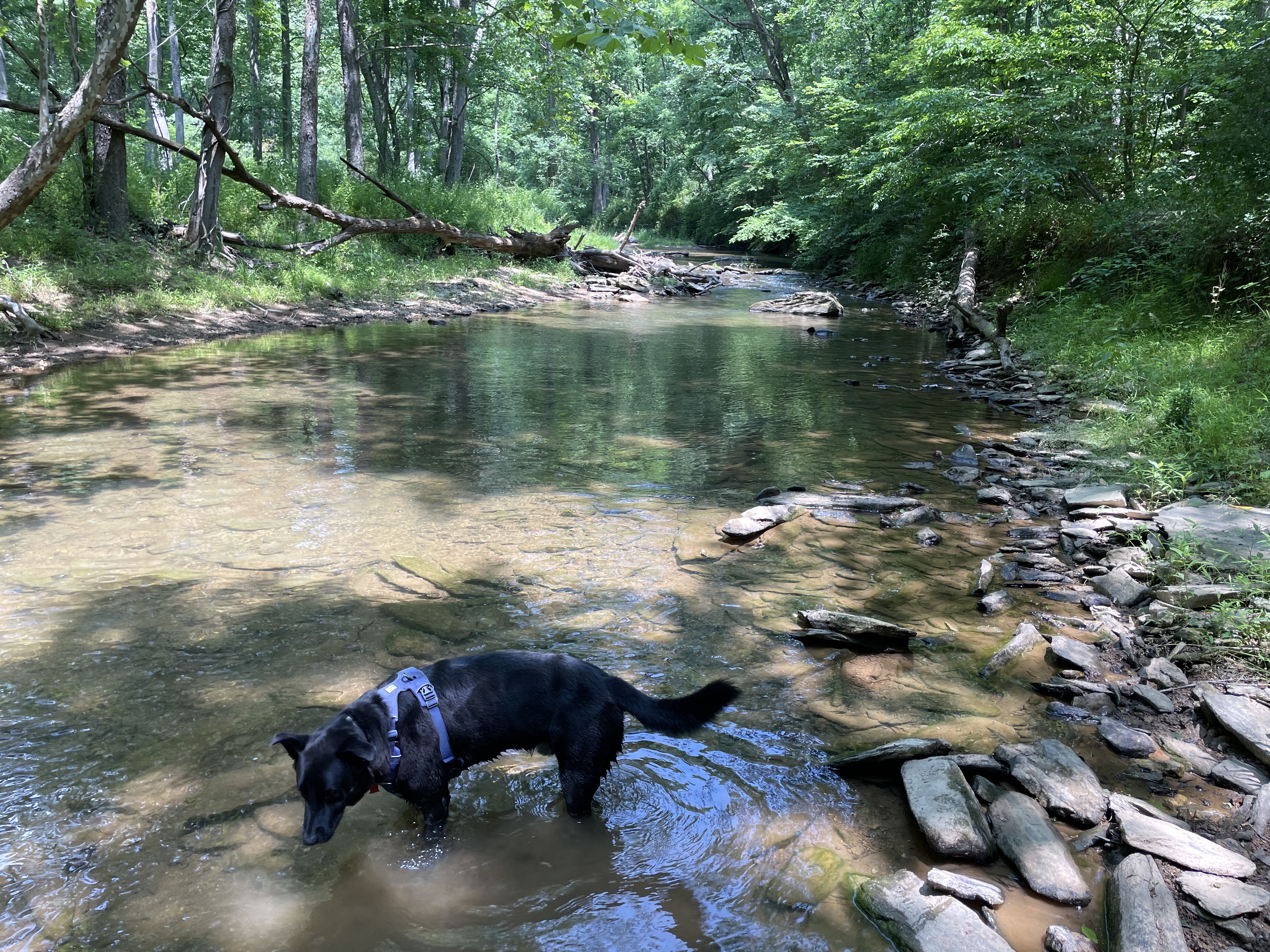 Black dog in the middle of a stream