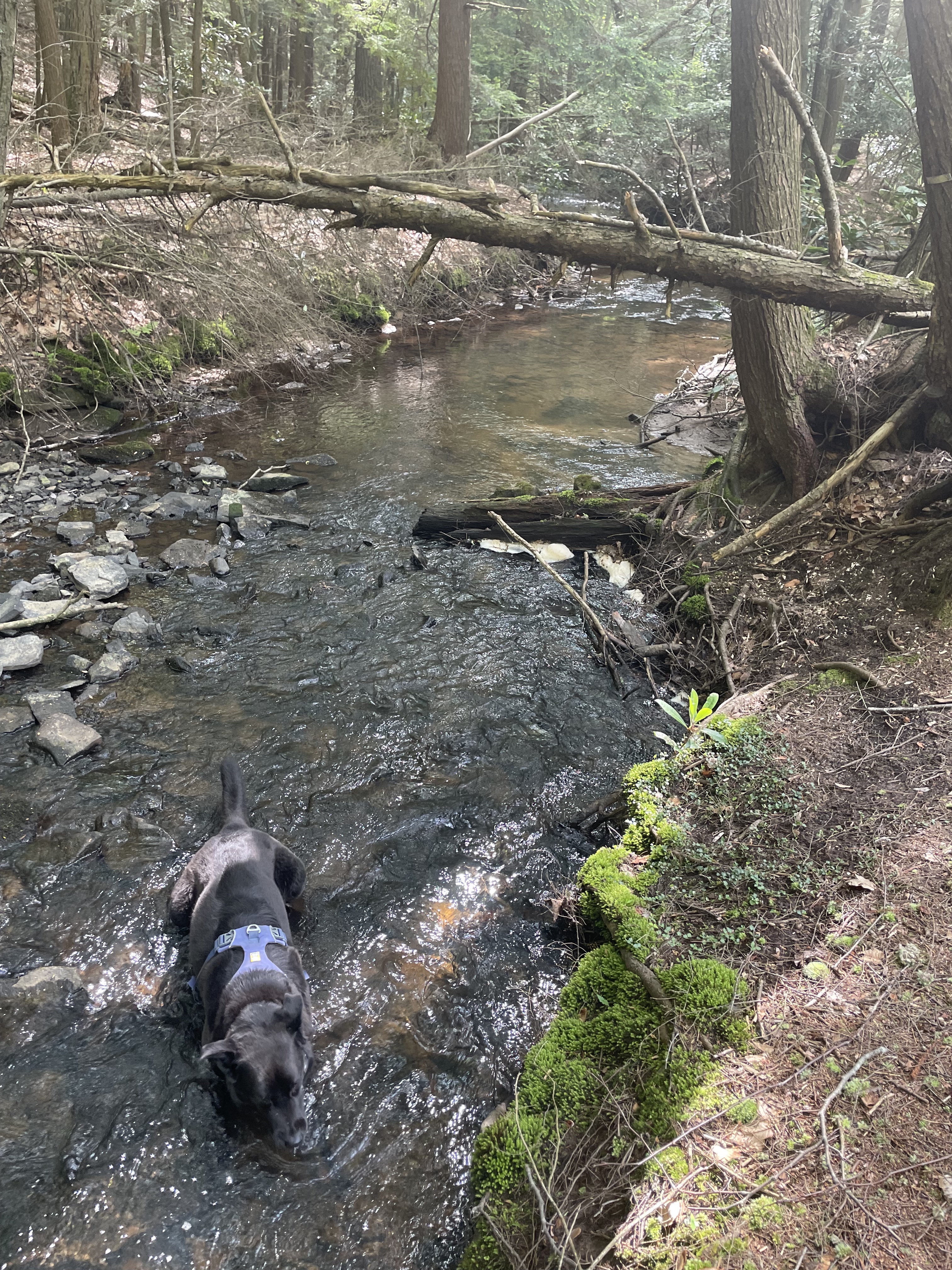 Black dog in the middle of a stream