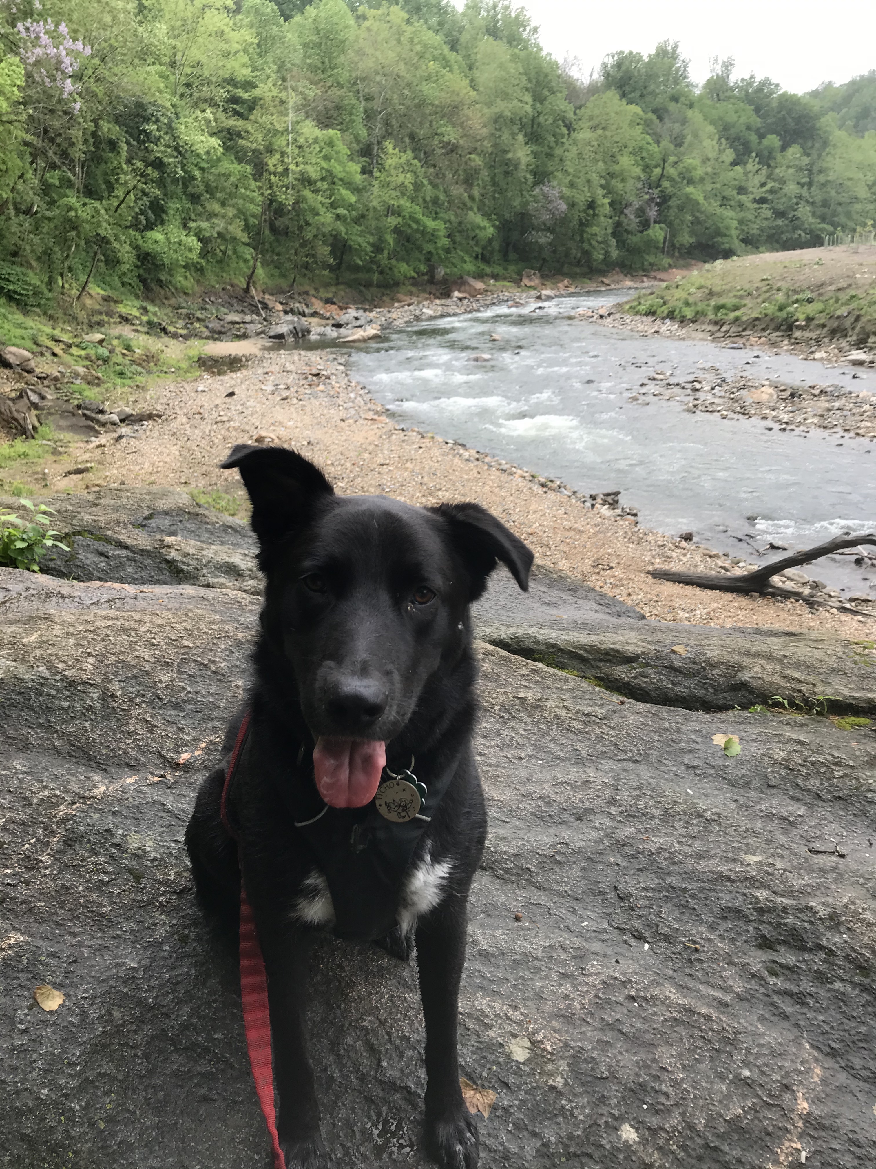 Black dog sitting on the bank of Patapsco river
