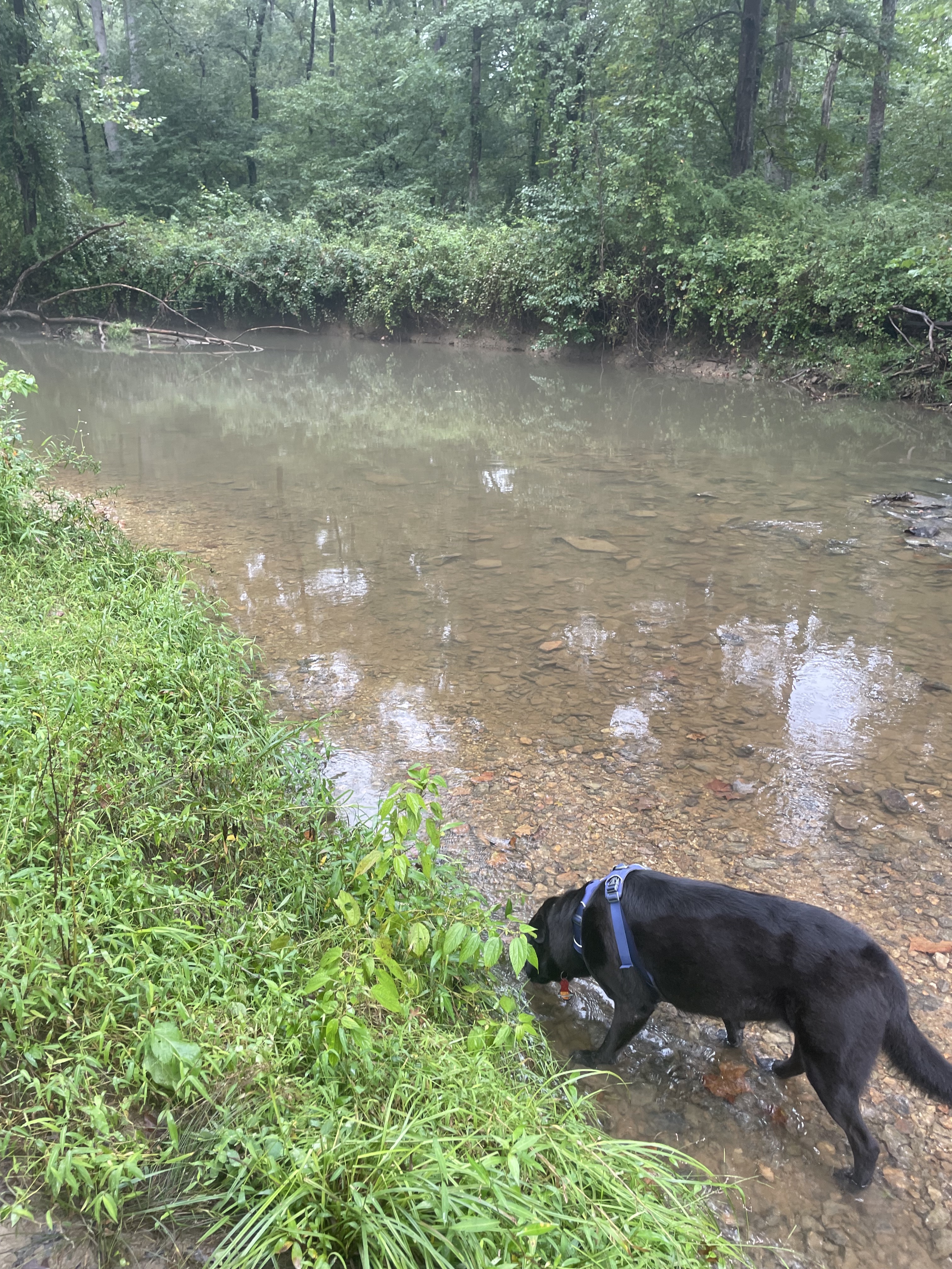 Black dog walking in a river in Patuxent River State Park
