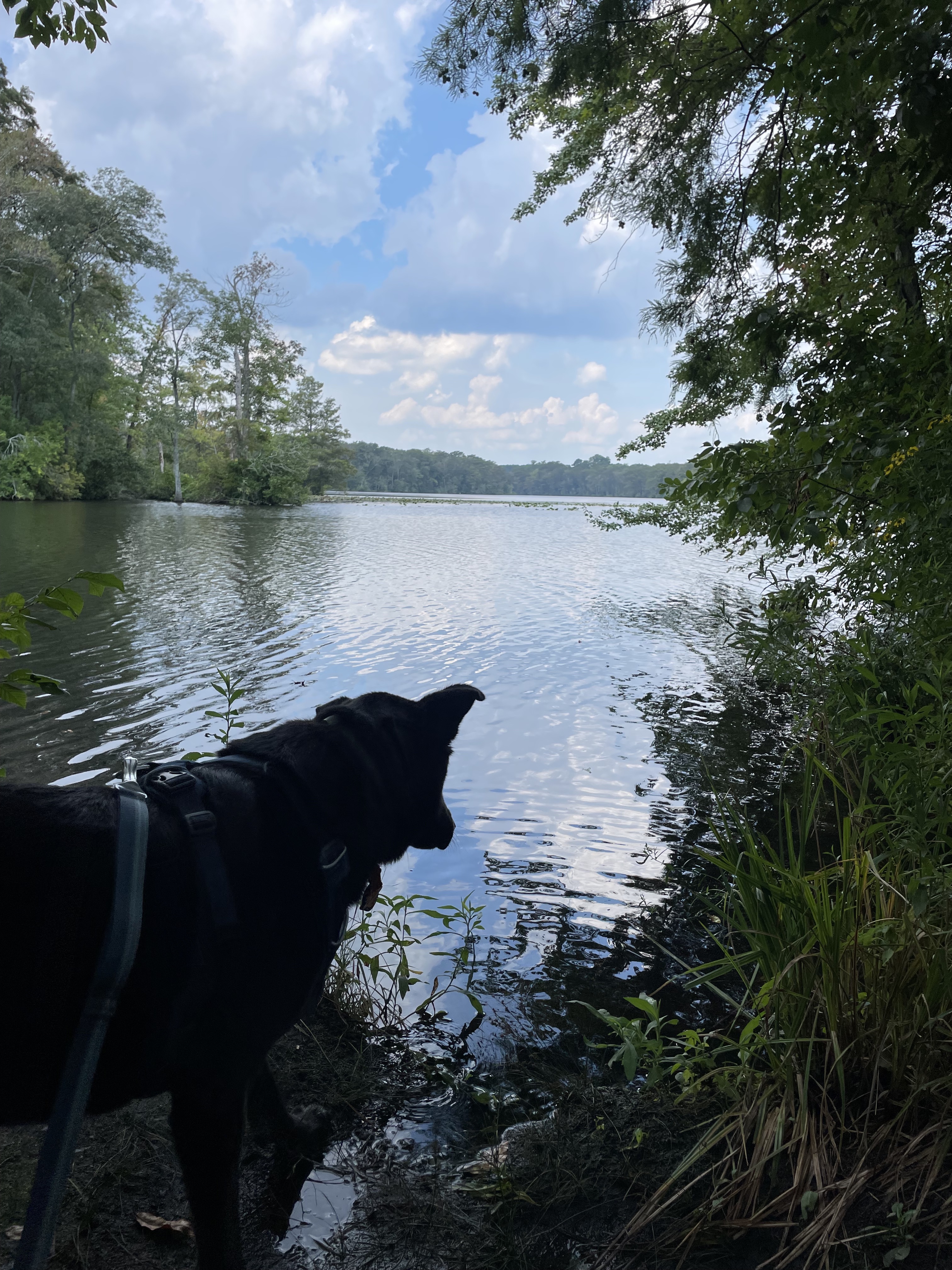 Black dog overlooking river in Pocomoke River State Park