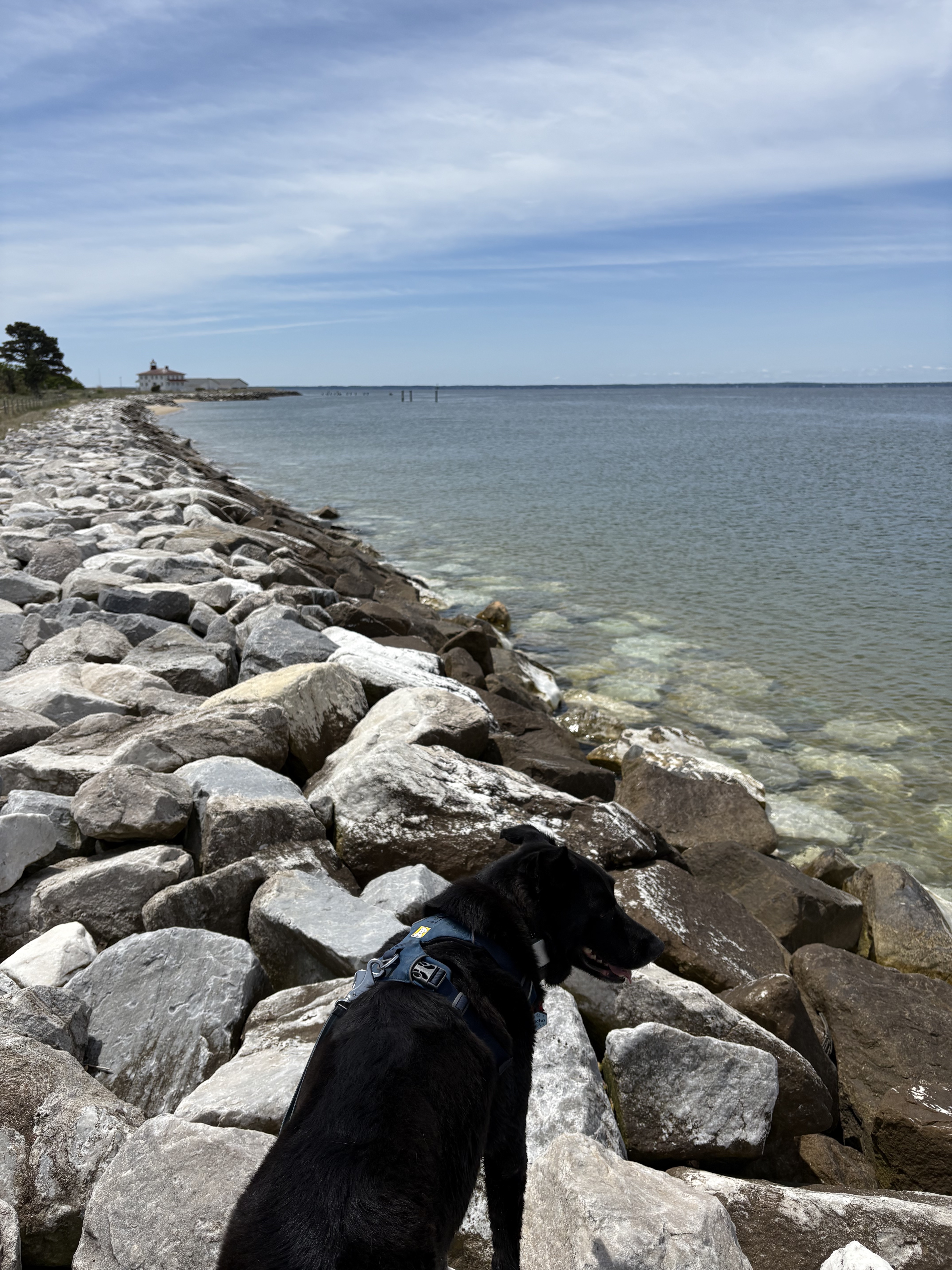 Black dog standing on rocks next to a river with a lighthouse in the distance
