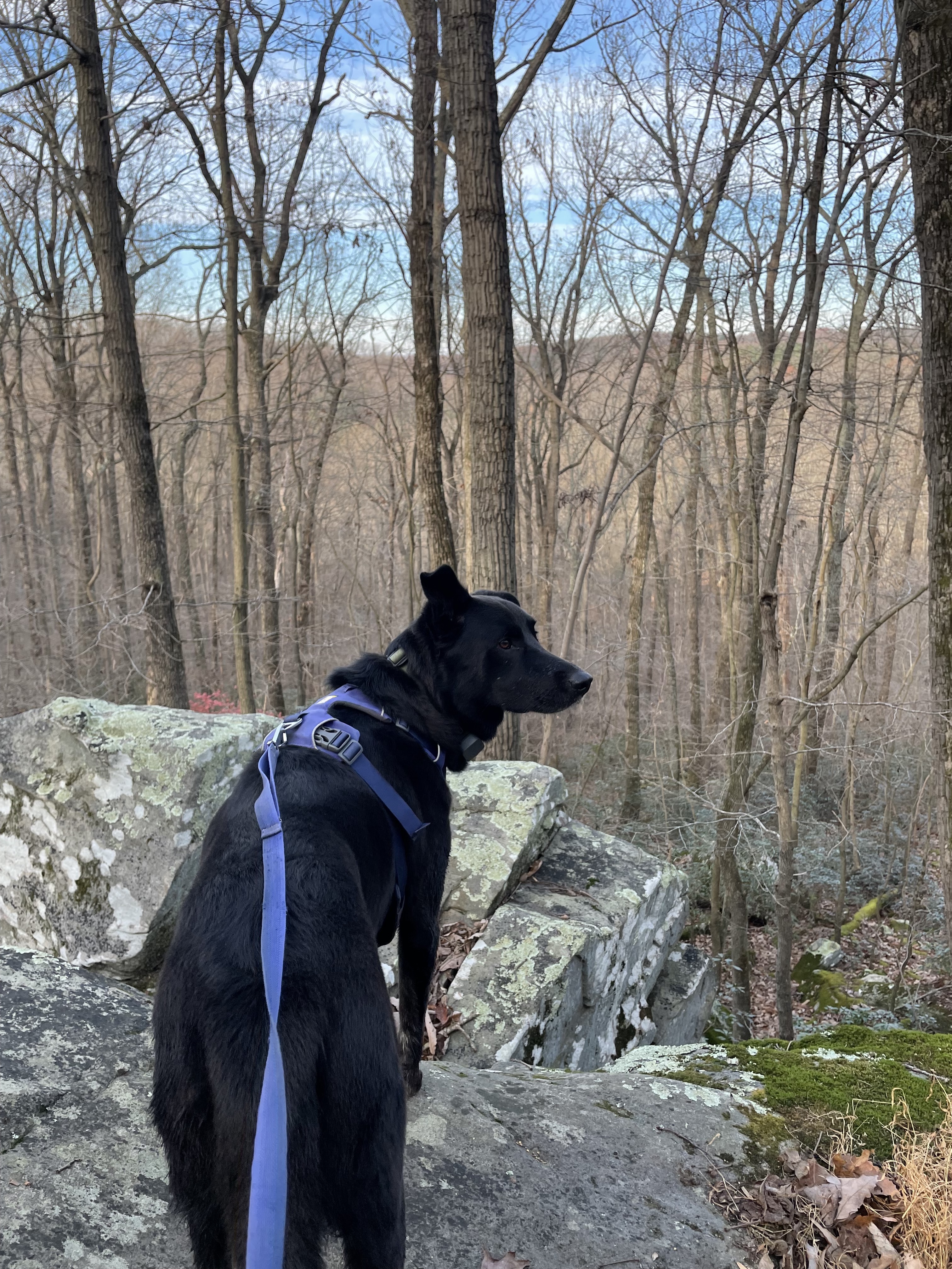Black dog on rocks in Rocks state park
