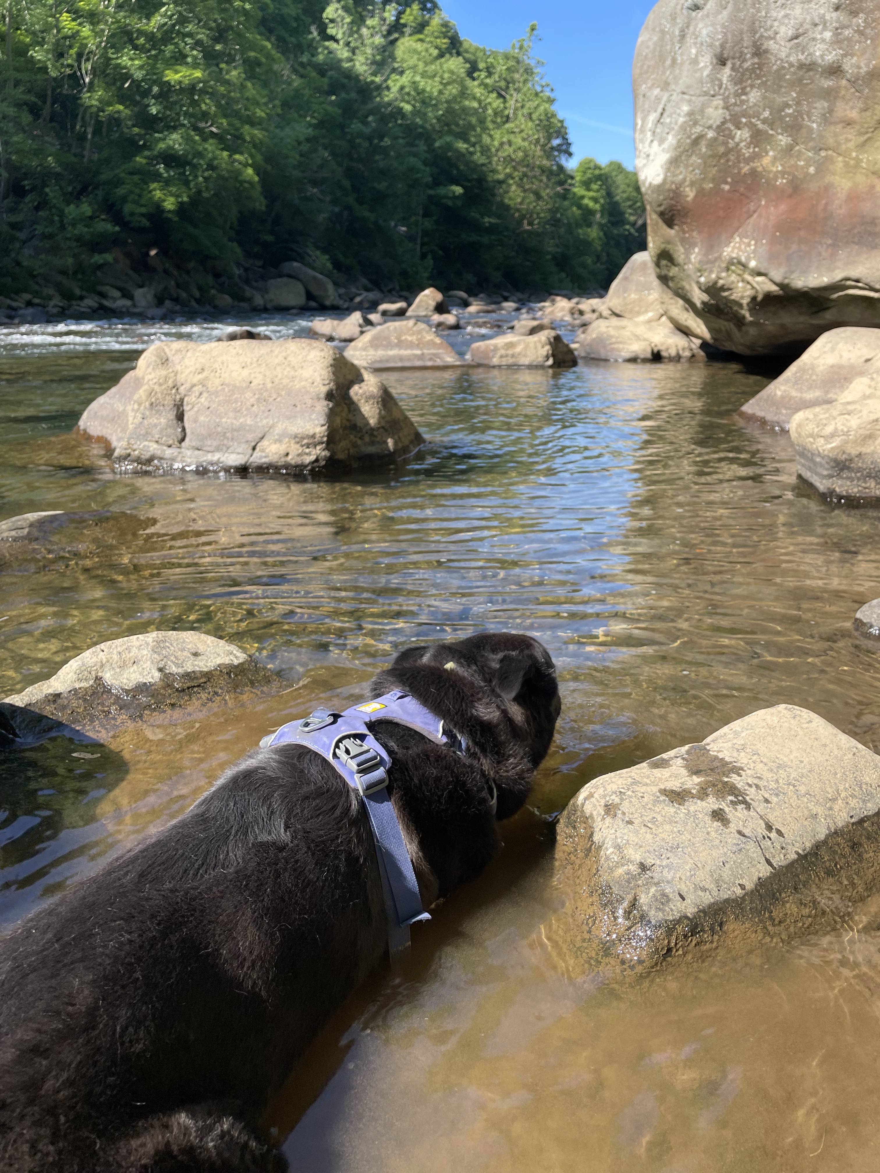 Black dog lying in a river with boulders