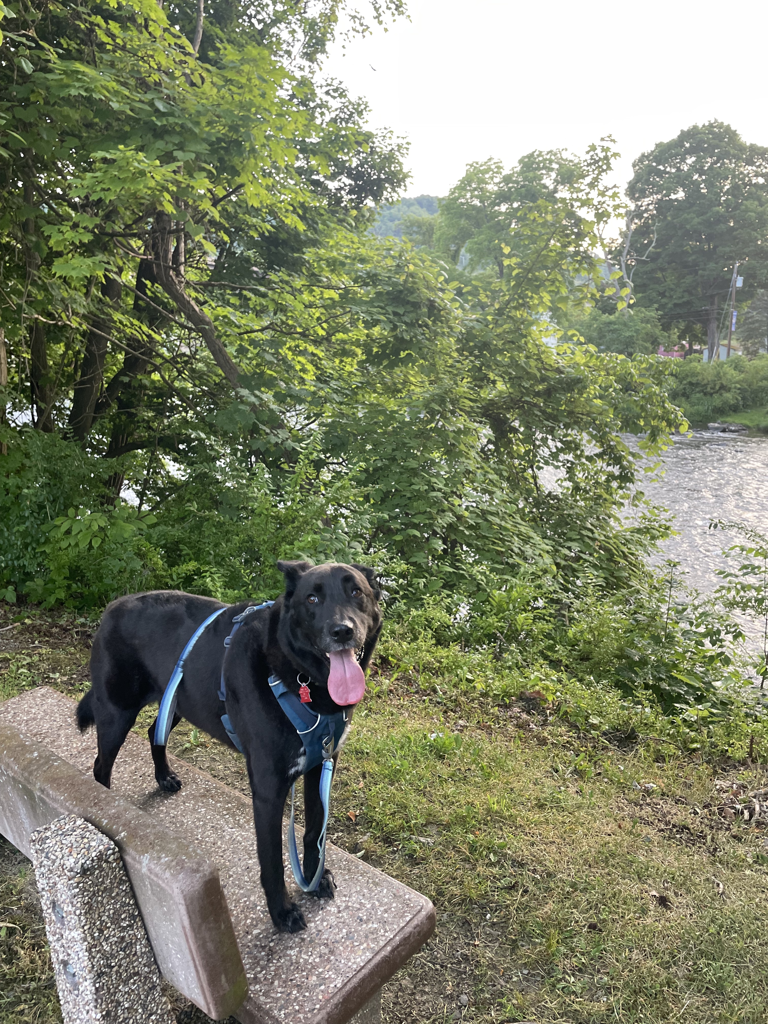 Black dog standing on a bench overlooking a river