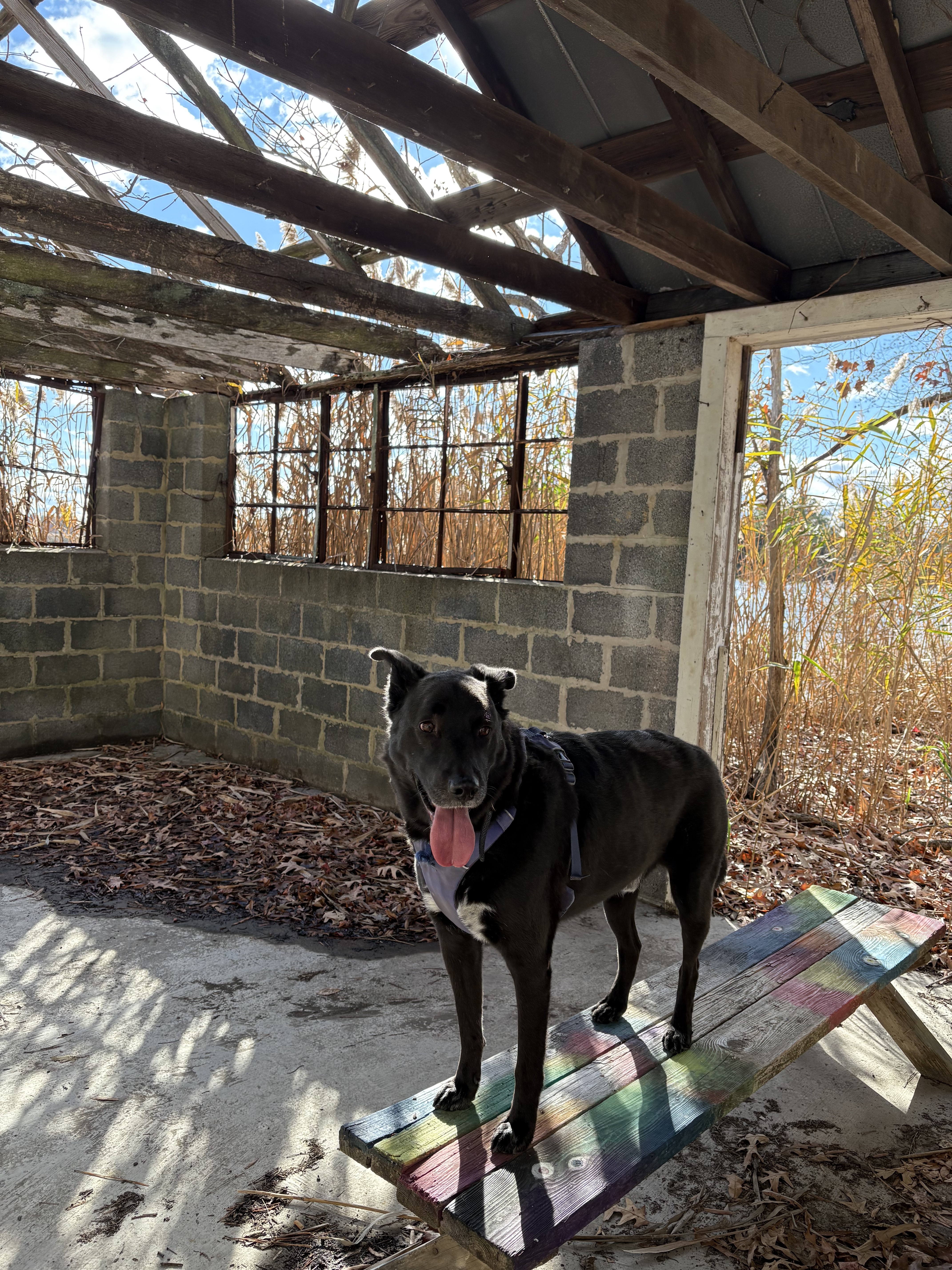 Dog standing on a rainbow colored bench in an abandoned shed