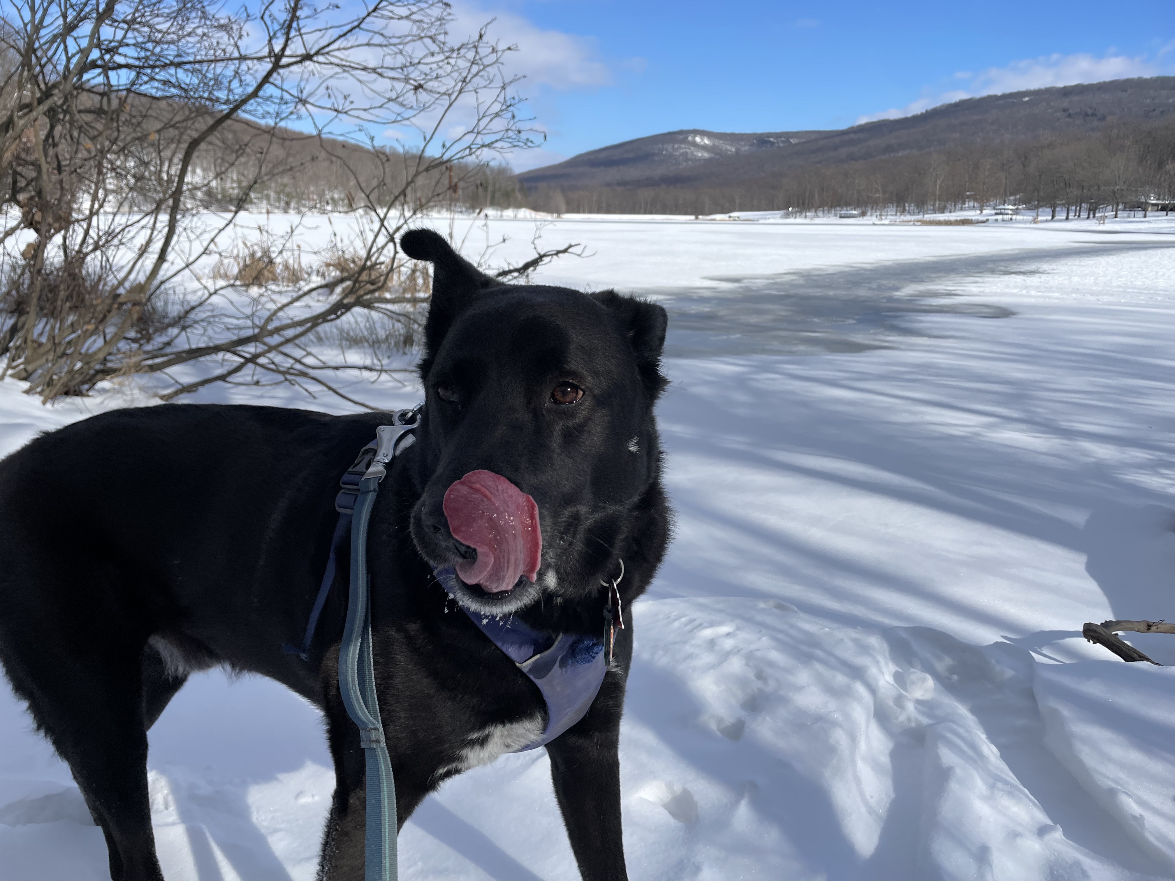 Black dog likcing his nose while standing next to a snow covered lake