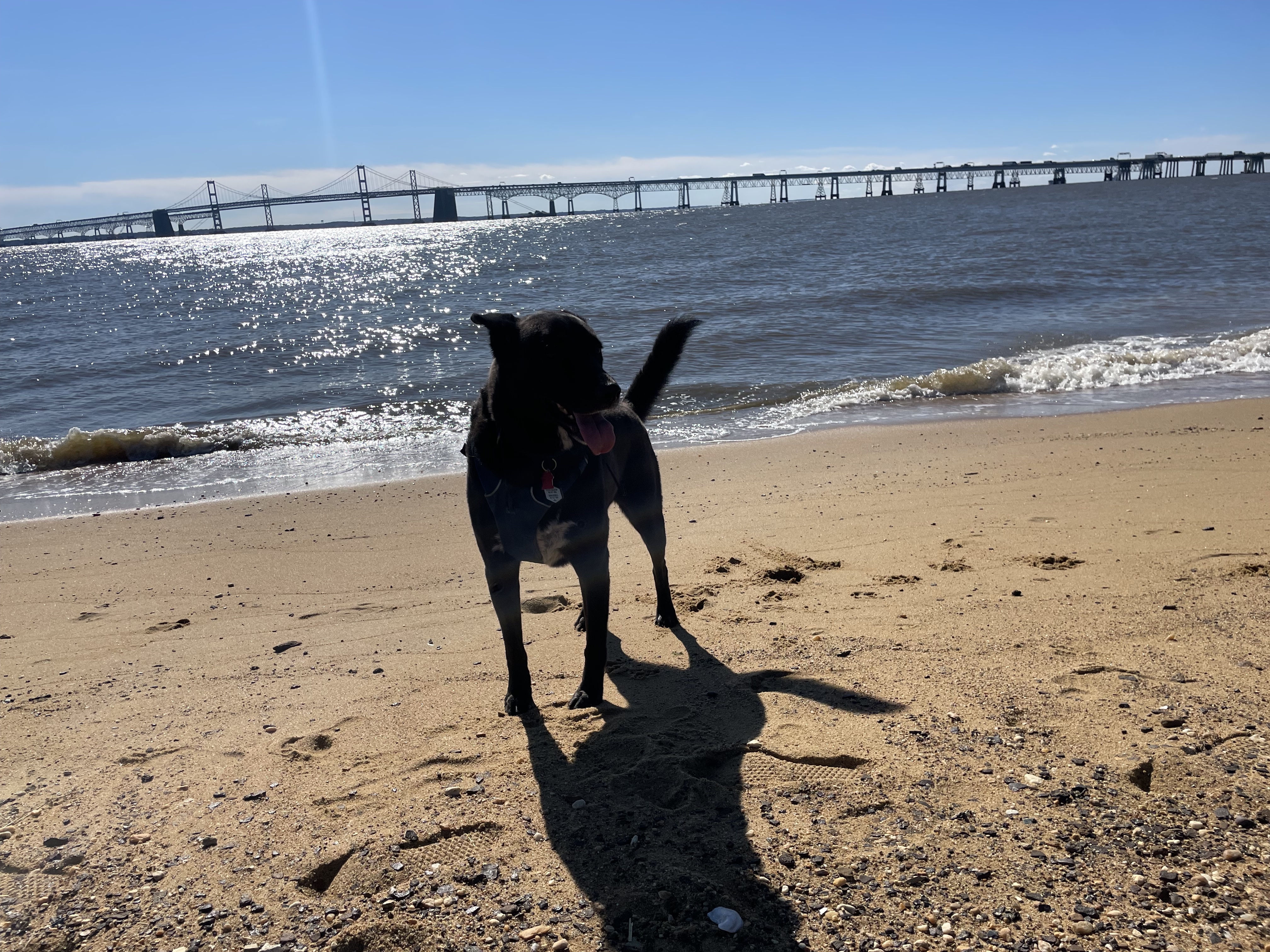 Black dog standing in fron of the Bay Bridge on a beach