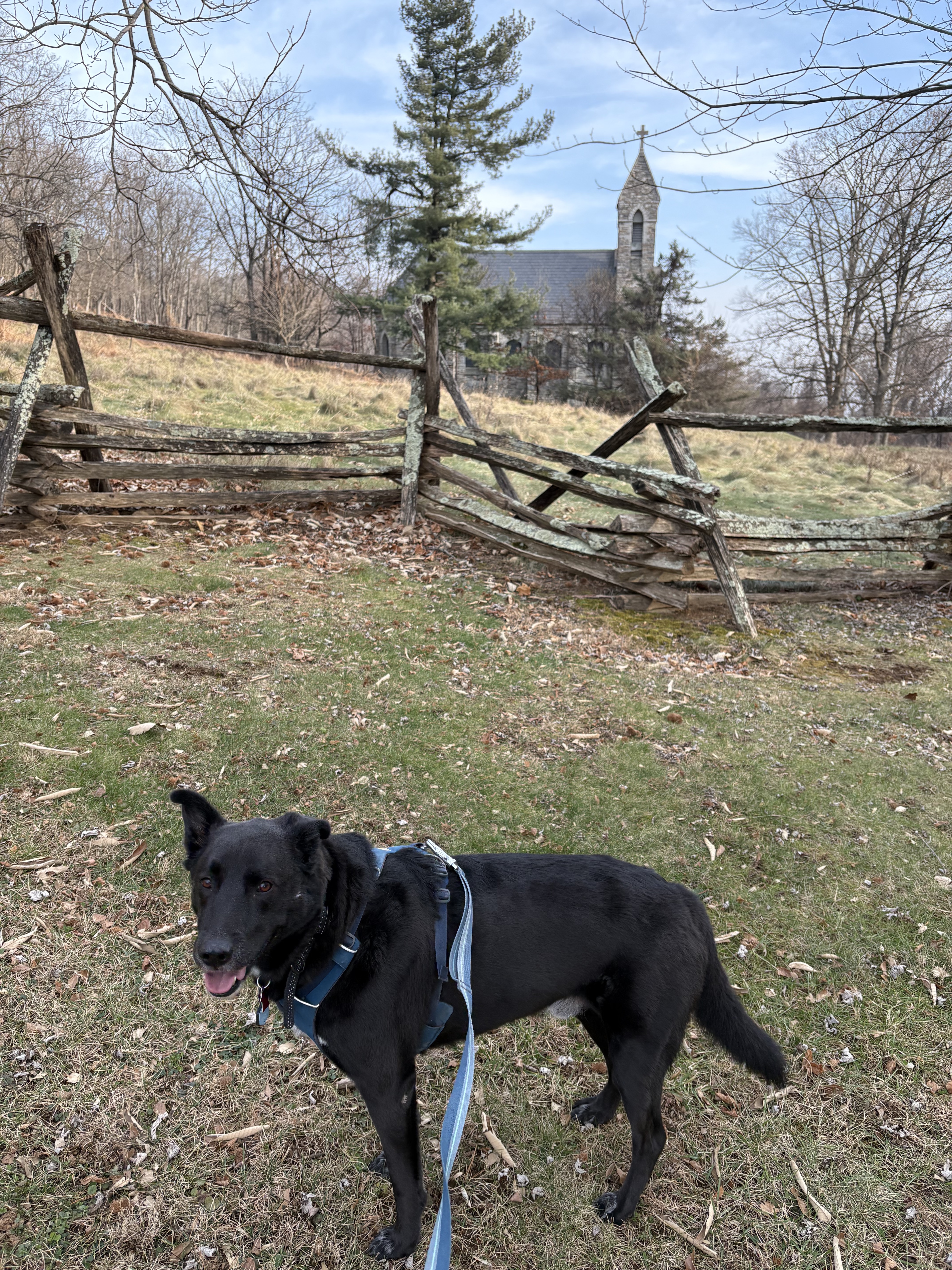 South Mountain Battlefield with dog