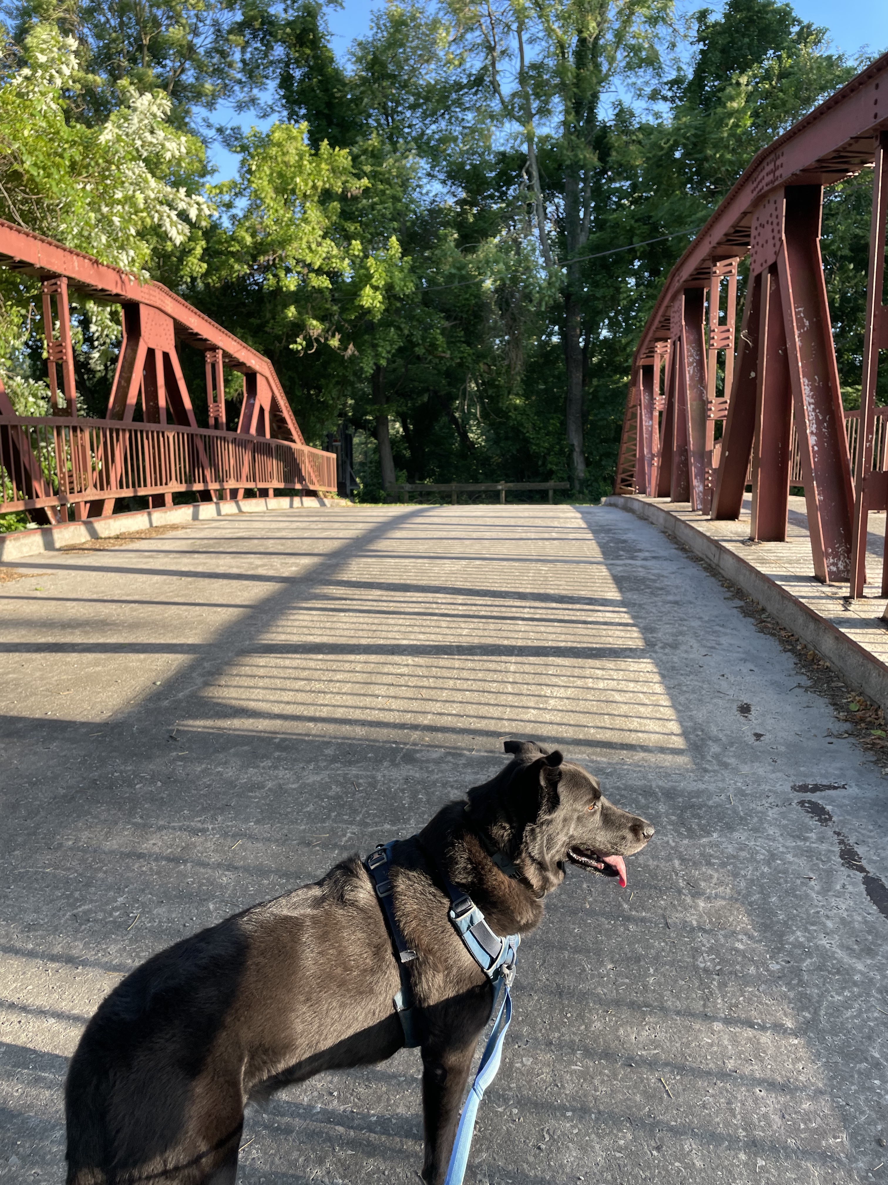 Dog standing on bring with rusted colored iron supports and railing